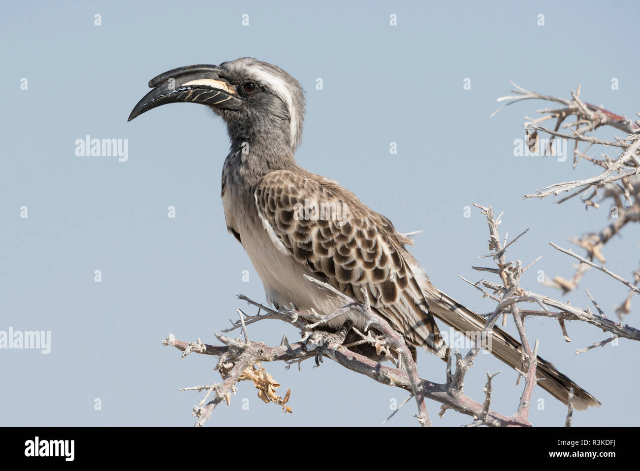 African Gray Hornbill, Tockus nasutus, perched in a tree, Namibia. Stock Photo