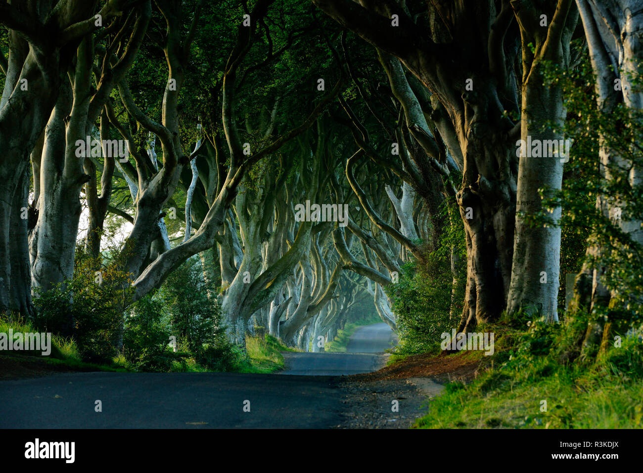 Ireland, Ulster, County Antrim, Ballymoney, Dark Hedges (King's road in