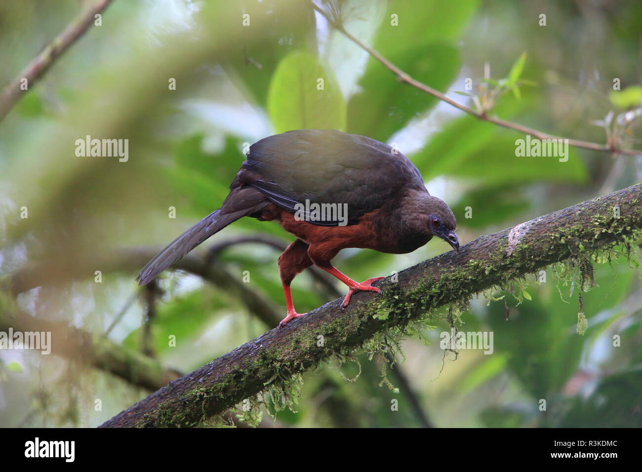 Sickle-winged guan (Chamaepetes goudotii) in Ecuador Stock Photo