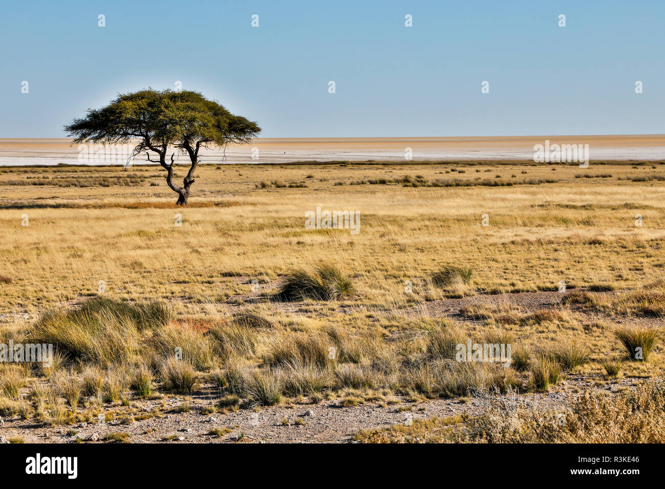 Grassy plain africa hi-res stock photography and images - Alamy