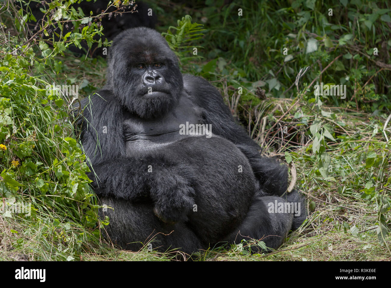 Africa Rwanda Volcanoes National Park Blackback Gorilla Watching Us Stock Photo Alamy