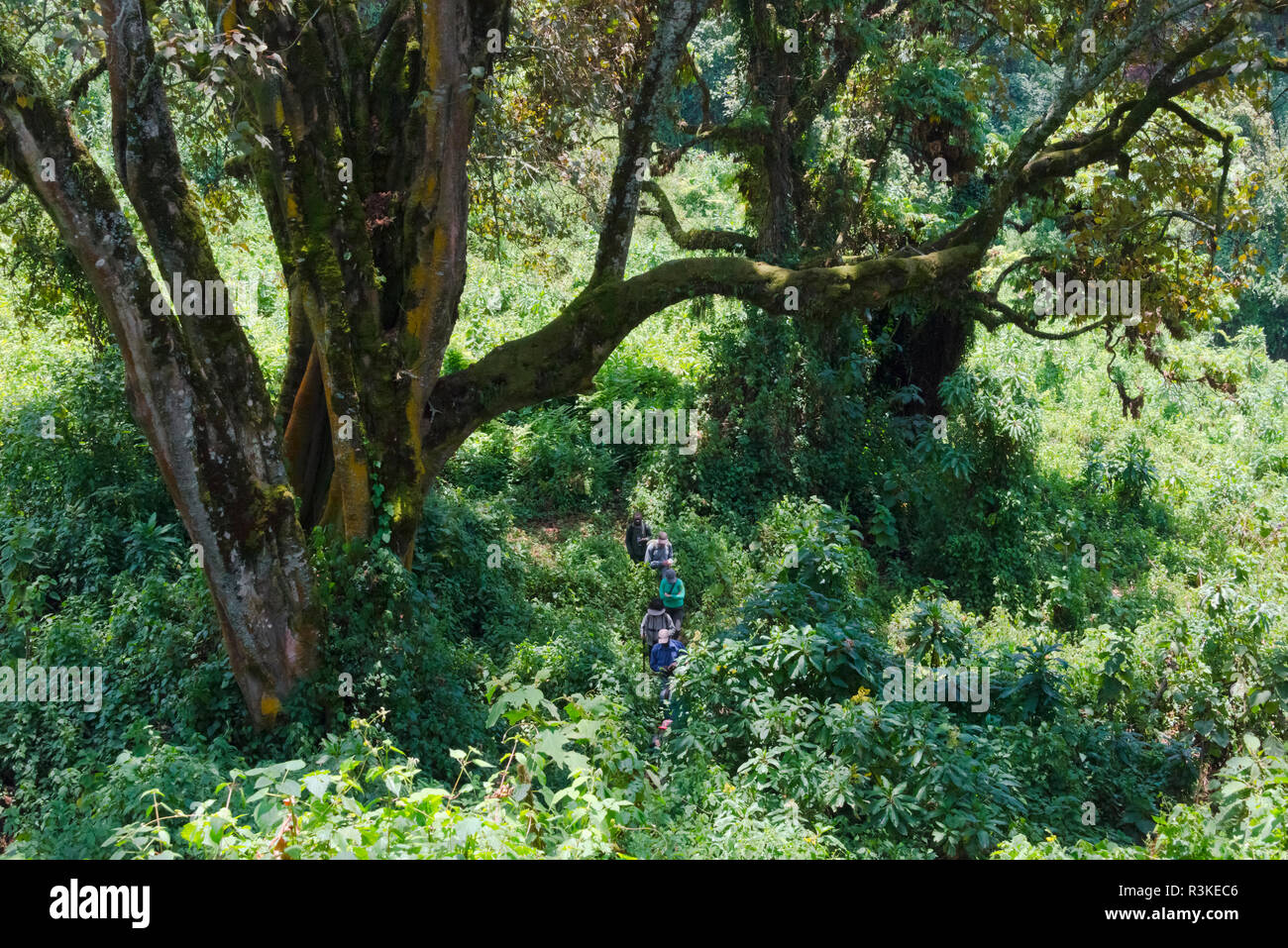 Tourists hiking in the forest, home of gorillas, Parc National des Volcans, Rwanda Stock Photo