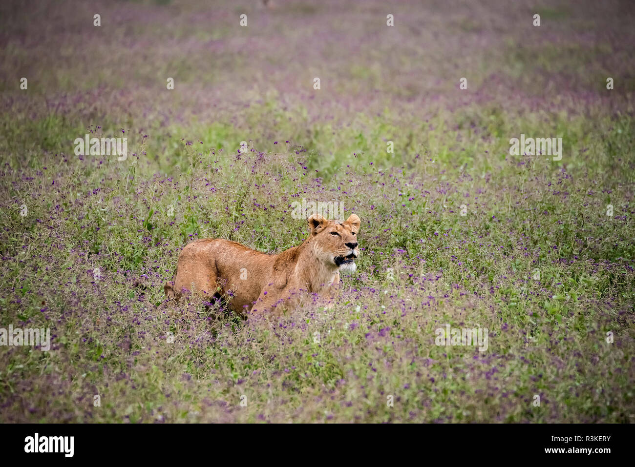 Africa, Tanzania. Lioness in flowery grass. Credit as: Jones & Shimlock / Jaynes Gallery / DanitaDelimont.com Stock Photo