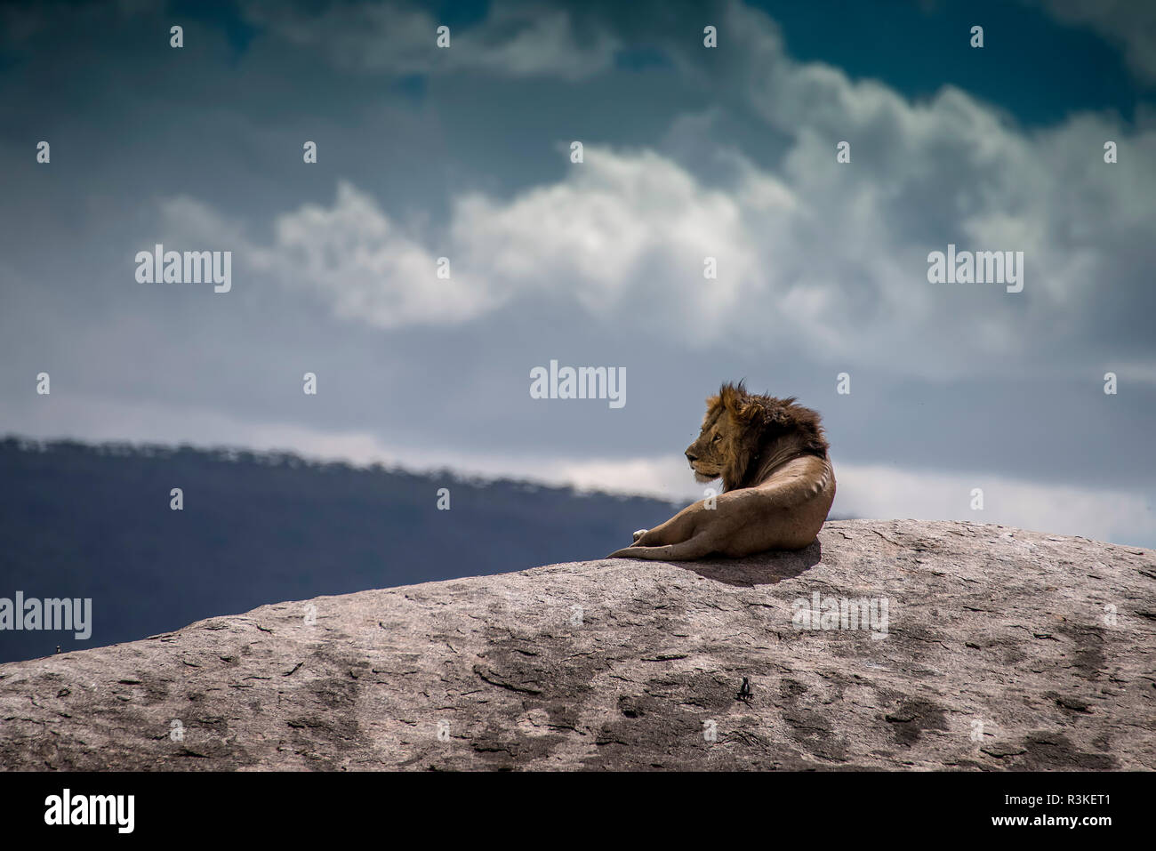 Male lion on rock hi-res stock photography and images - Alamy