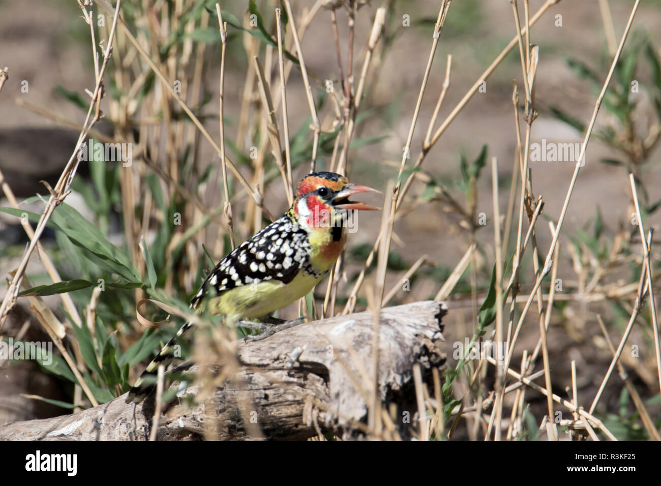 Africa, Tanzania, Tarangire National Park. Red-and-yellow Barbet, (Trachyphonus erythrocephalus) Stock Photo