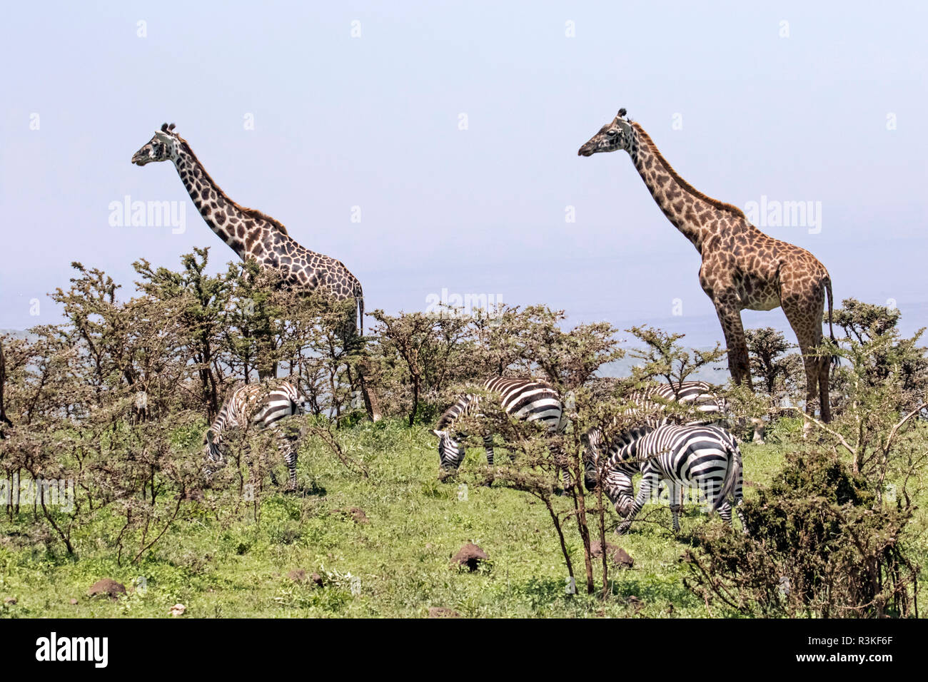 Africa, Tanzania, Ngorongoro Conservation Area. Giraffes (Giraffa camelopardalis) and zebras (Equus burchellii) on the rim of the Ngorongoro Crater. Stock Photo