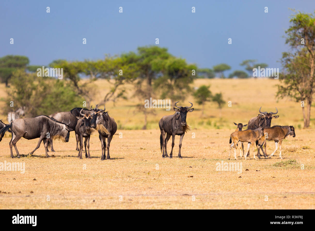 Herd of wildebeest are seen in the Serengeti National Park, Tanzania Stock Photo