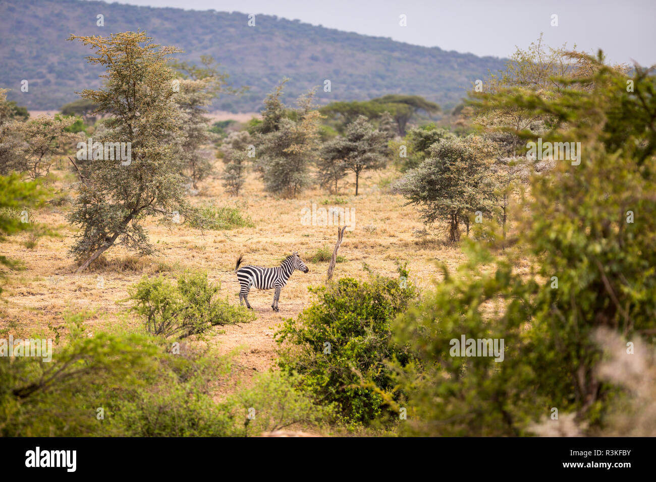 Solo zebra in the open near the Grumeti River, Serengeti National Park, Tanzania Stock Photo