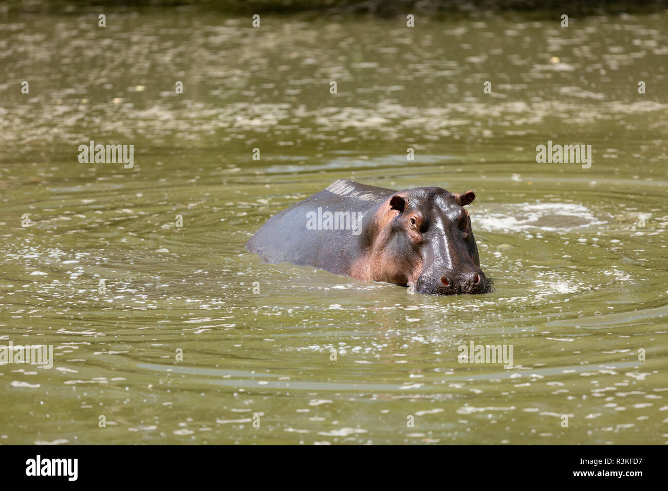 Hippo (Hippopotamus amphibius) resting in the green water of the Grumeti River, Tanzania Stock Photo