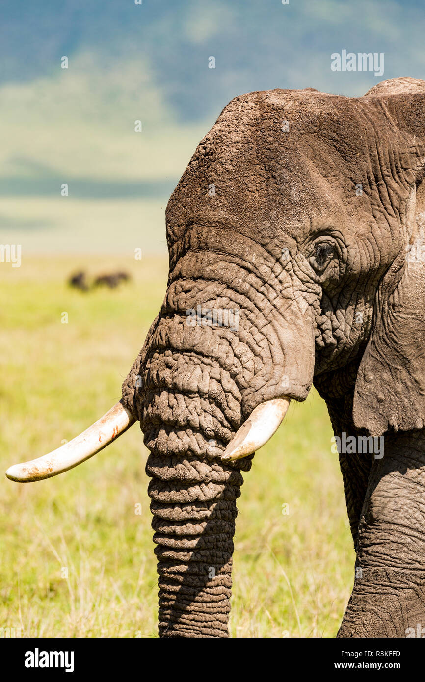 Closeup of an African elephant's face and tusks taken inside the