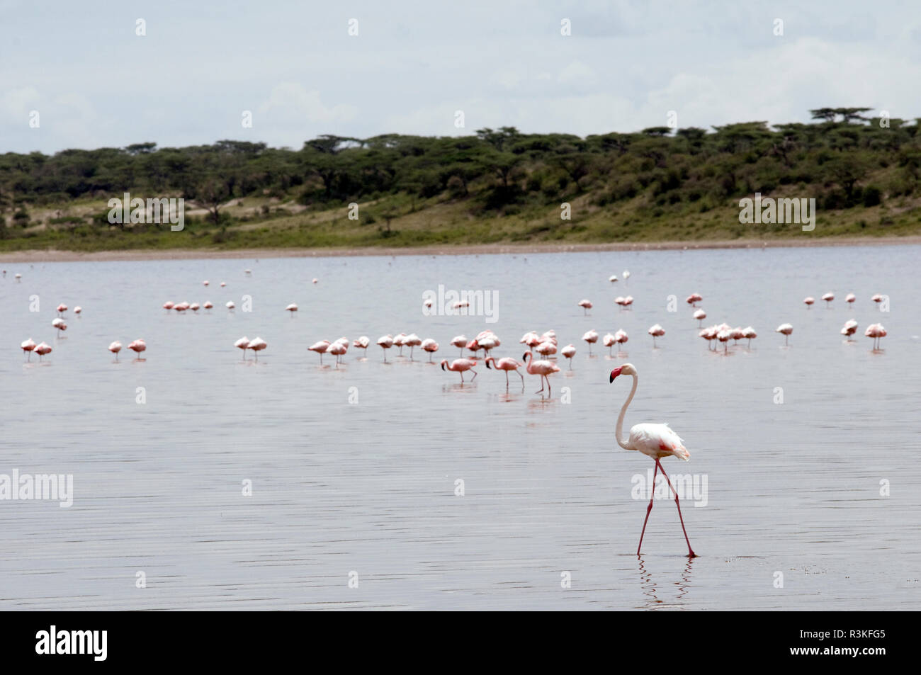 Tanzania, Africa. Lesser Flamingo and Lesser Flamingo. Stock Photo