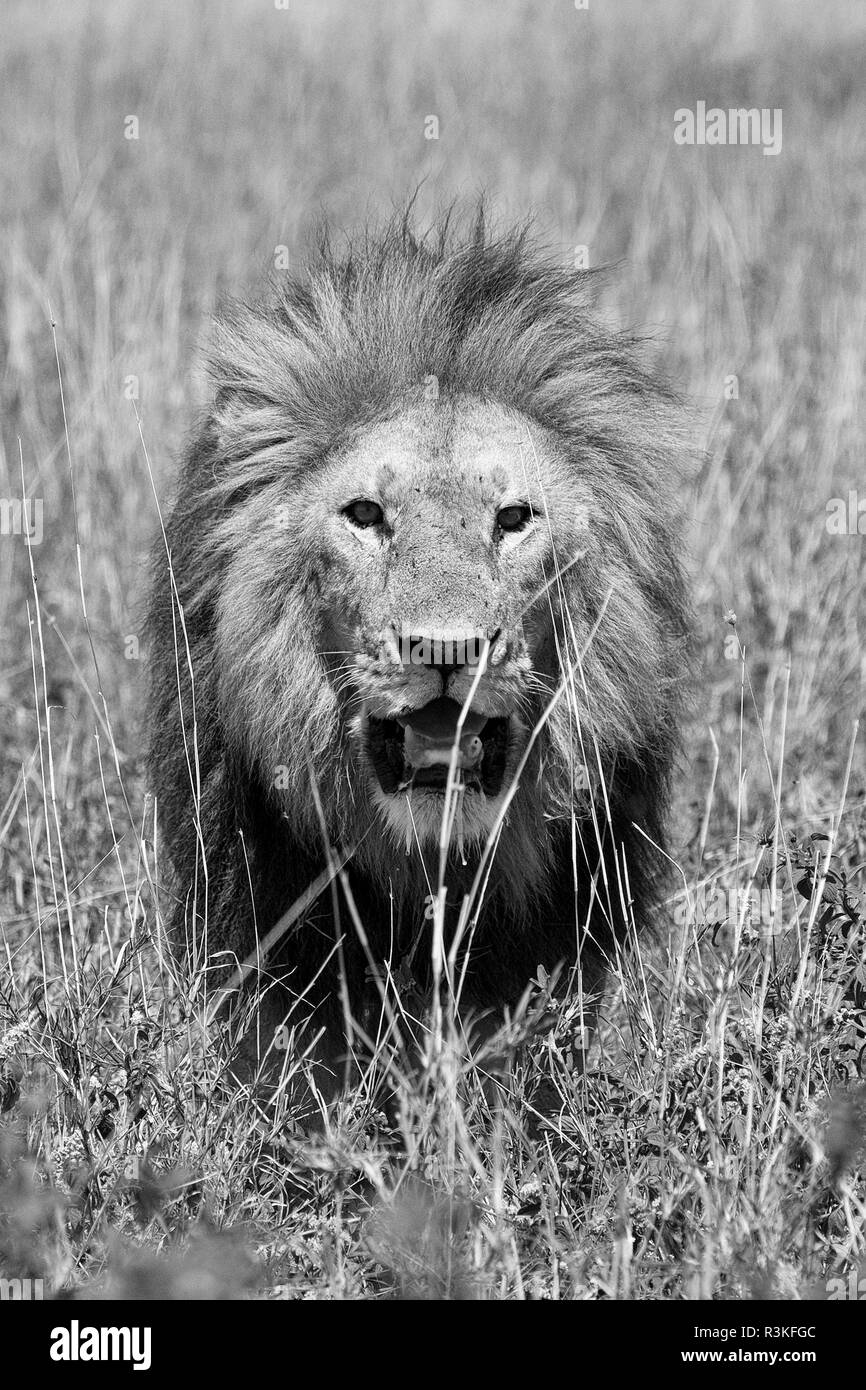 Tanzania, Africa. Male African Lion. Stock Photo