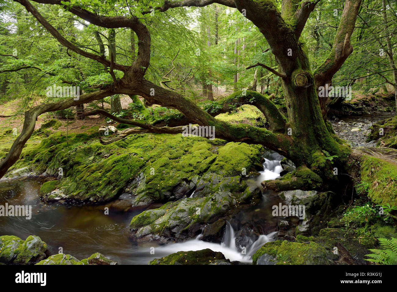 Ireland, Ulster, County Down, Tollymore Forest Park, one of the Game of Thrones filming locations Stock Photo