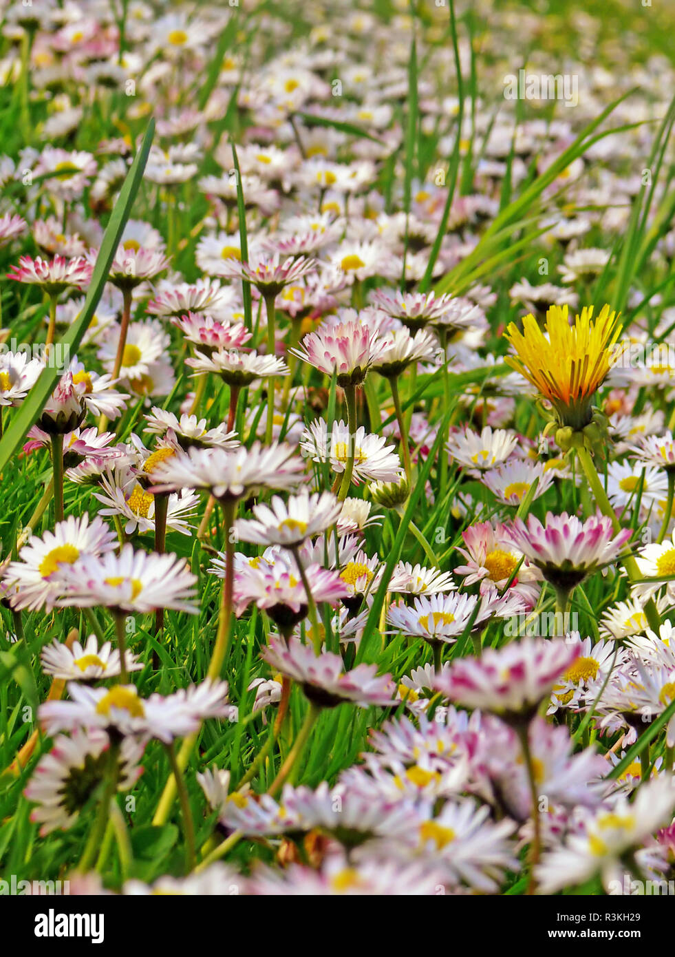 many daisies and a dandelion Stock Photo