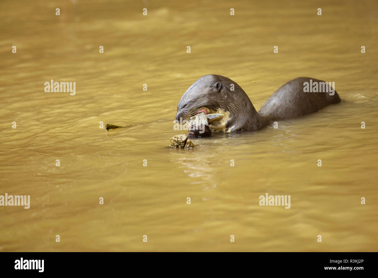 Brazilian Pantanal: The Giant Otter Stock Photo - Alamy