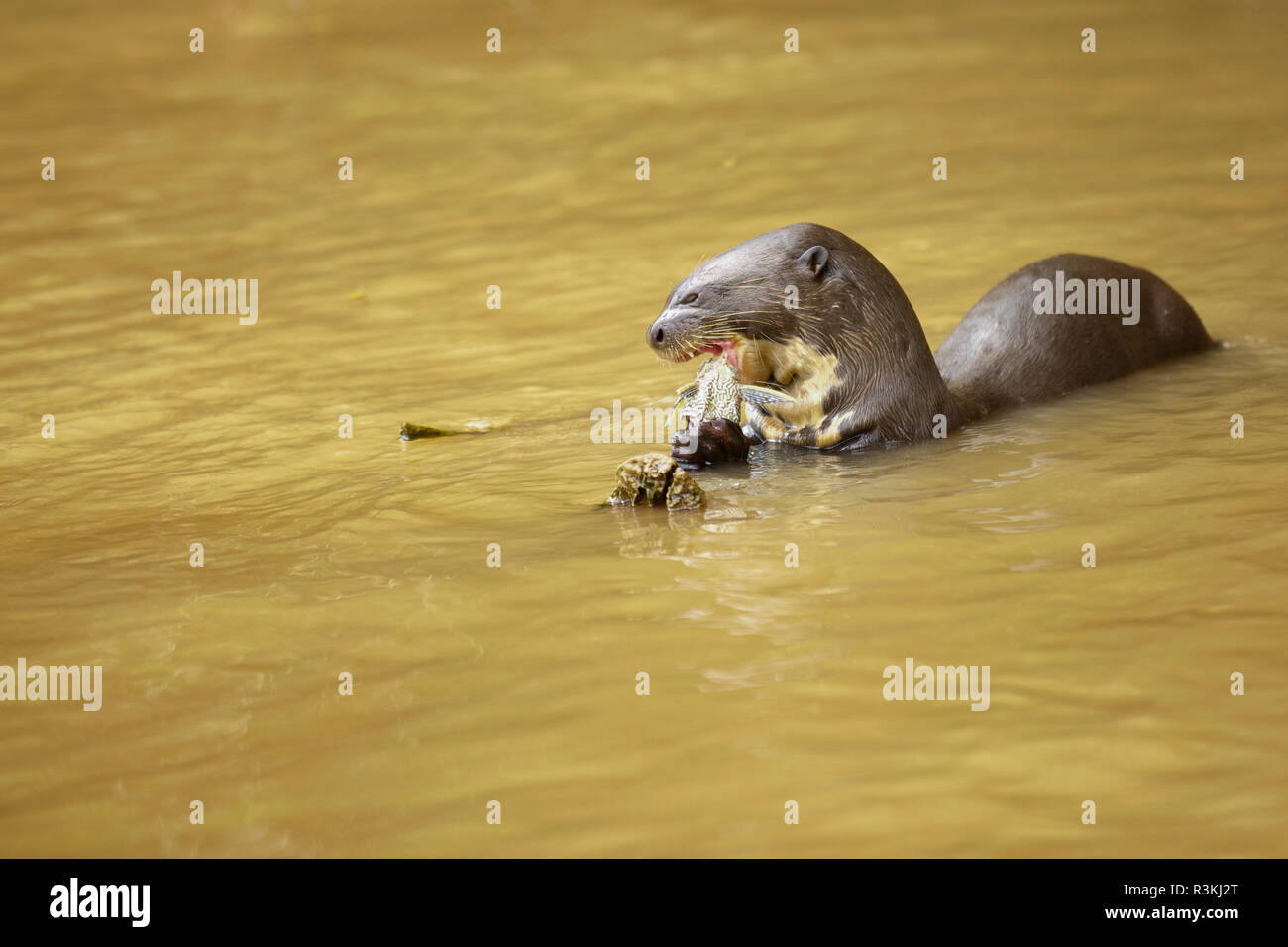 Brazilian Pantanal: The Giant Otter Stock Photo - Alamy