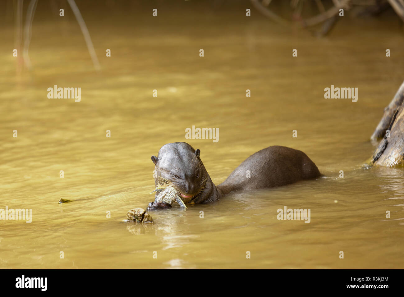 Brazilian Pantanal: The Giant Otter Stock Photo - Alamy