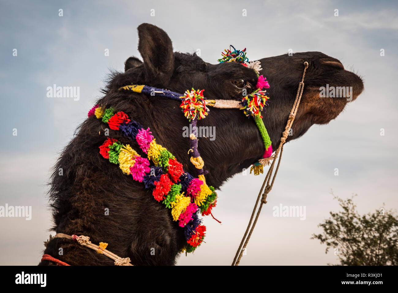 India, Rajasthan. Nagaur, No Water No Life expedition, Nagaur Cattle Fair,  camel with decorative shaving with decorative headgear Stock Photo - Alamy