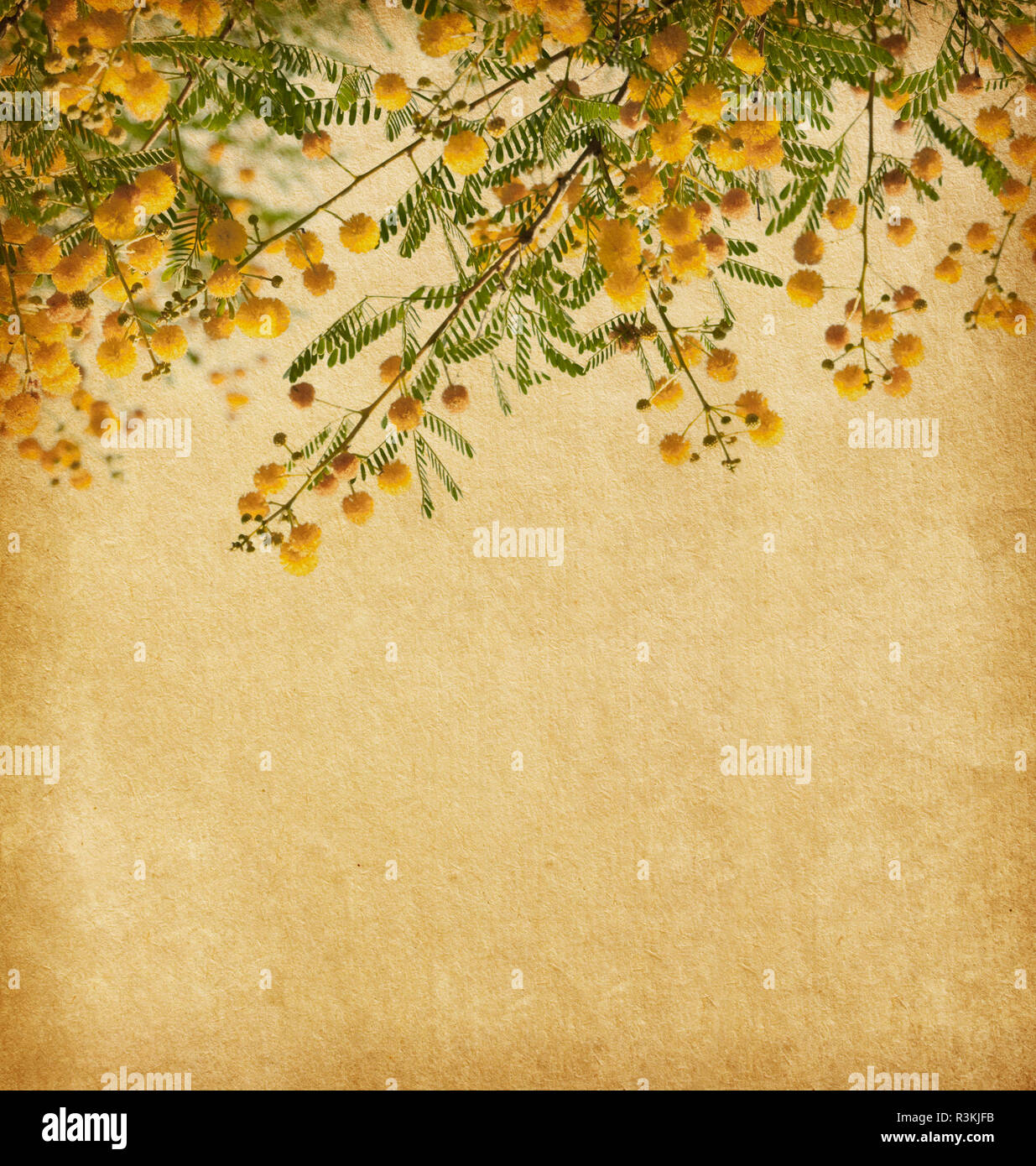 Old paper with yellow flowers of acacia.   Acacia macracantha Stock Photo