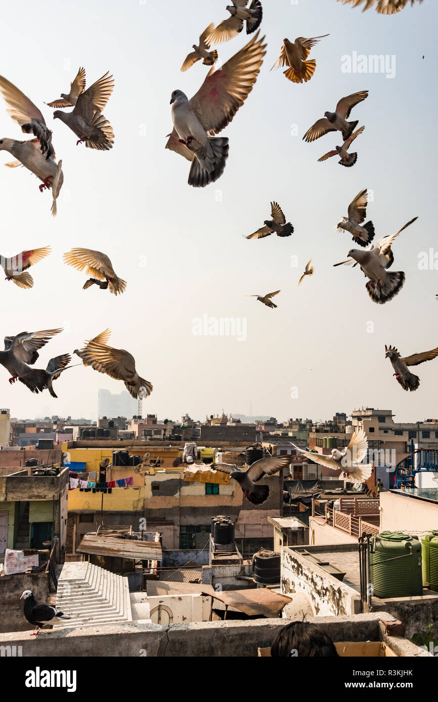 India, Old Delhi. No Water No Life expedition, Chandni Chowk, pigeon