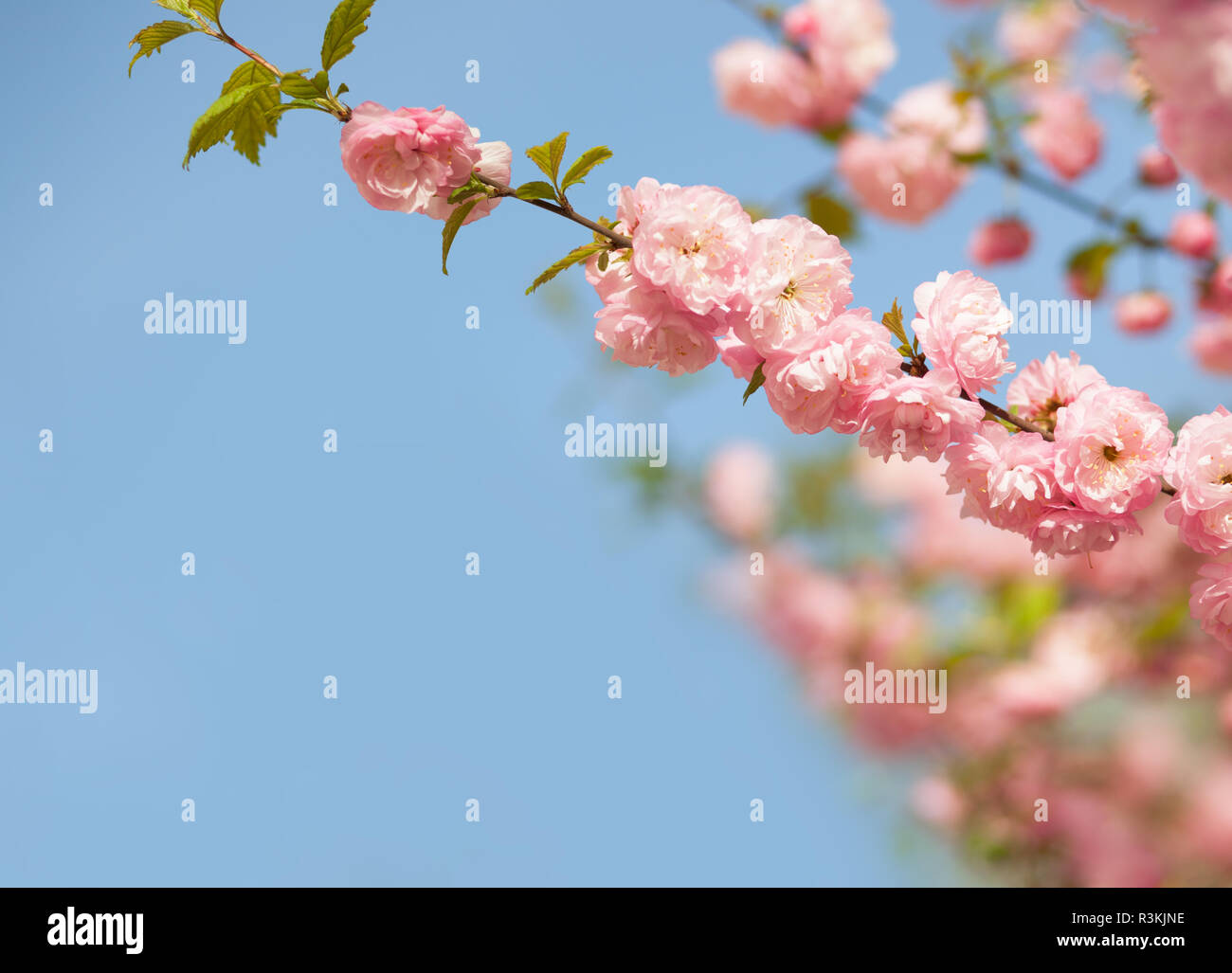 branches with beautiful pink flowers against the blue sky. Amygdalus triloba. Shallow DOF. Stock Photo