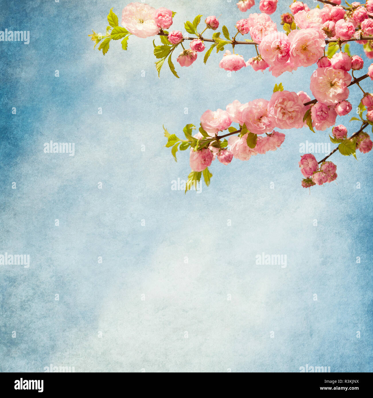 branches with beautiful pink flowers against the blue sky. Amygdalus triloba. Added paper texture. Stock Photo