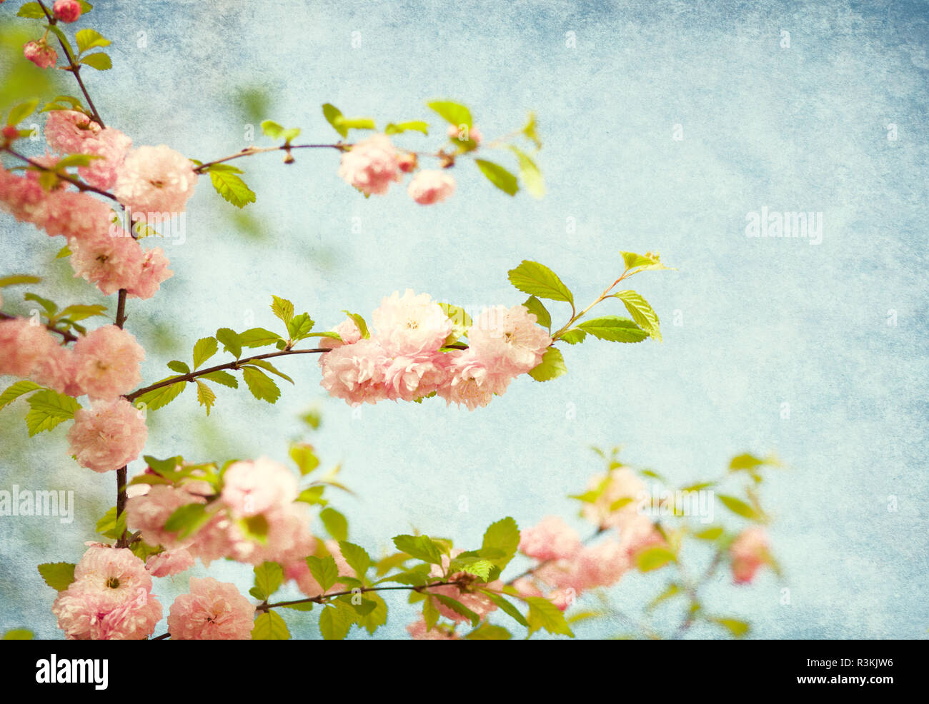 branches with beautiful pink flowers against the blue sky. Amygdalus triloba. Added paper texture. Stock Photo