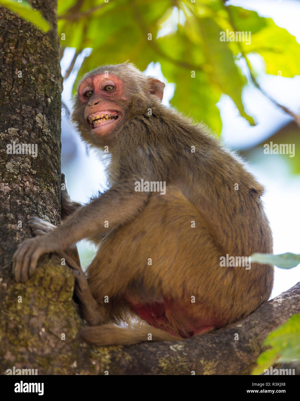 India. Rhesus macaque (Macaca mulatta) at Bandhavgarh Tiger Reserve. Stock Photo