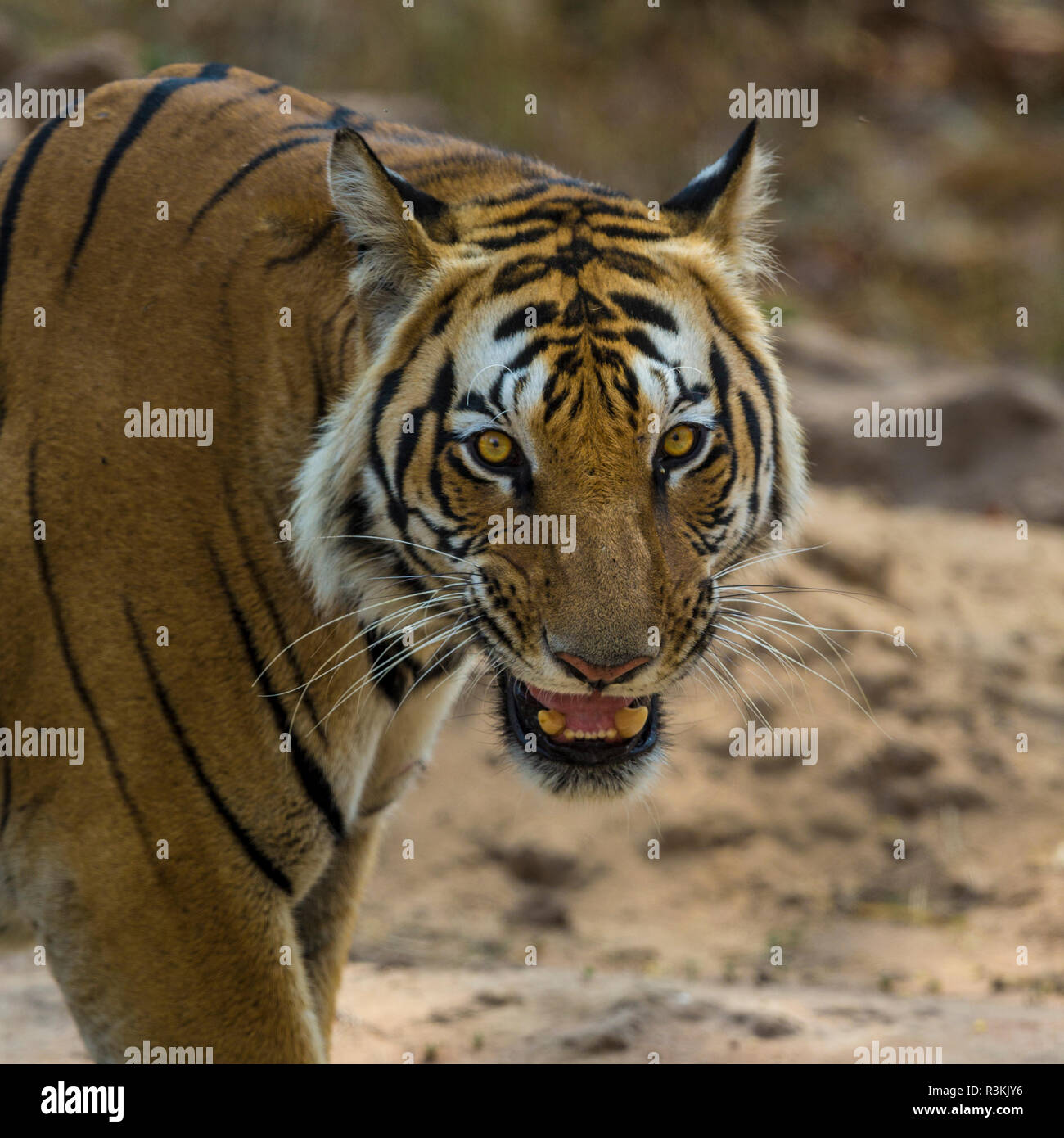 My Image 14
