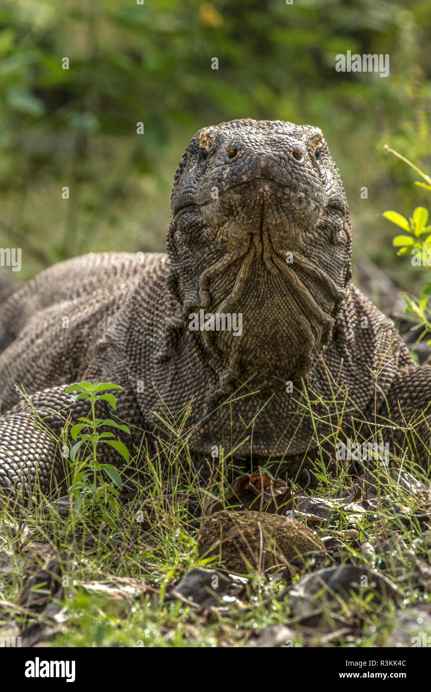 Indonesia Komodo Dragon National Park Close Up Of Komodo Dragon Credit As Jim Zuckerman Jaynes Gallery Danitadelimont Com Stock Photo Alamy