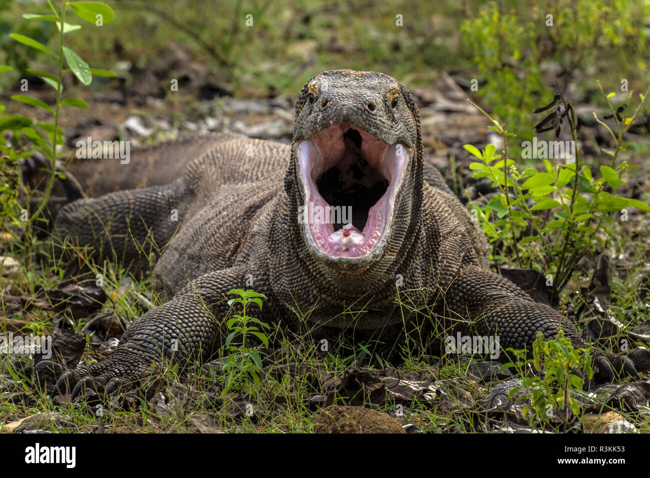 komodo-dragon-national-park-hi-res-stock-photography-and-images-alamy