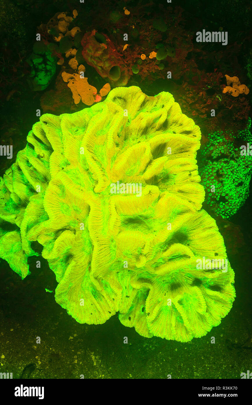 Scleractinia Hard Coral (Pectinia lactuca) near airport and Laha Village, Ambon Island, Banda Sea, Indonesia Stock Photo
