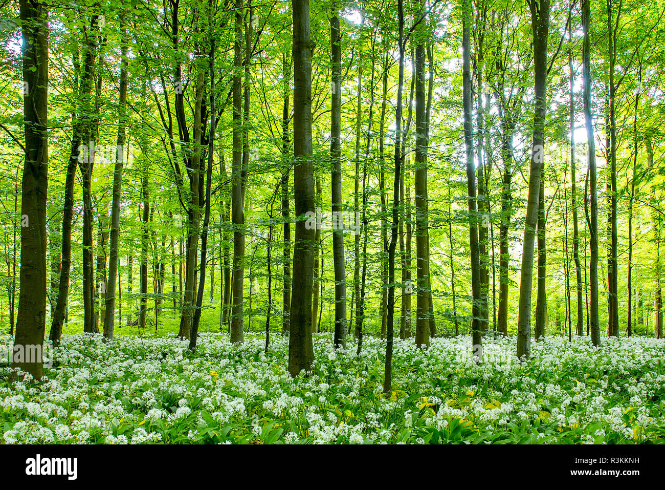 A beech tree forest, Jutland, Denmark comes to life with wild ramson ...