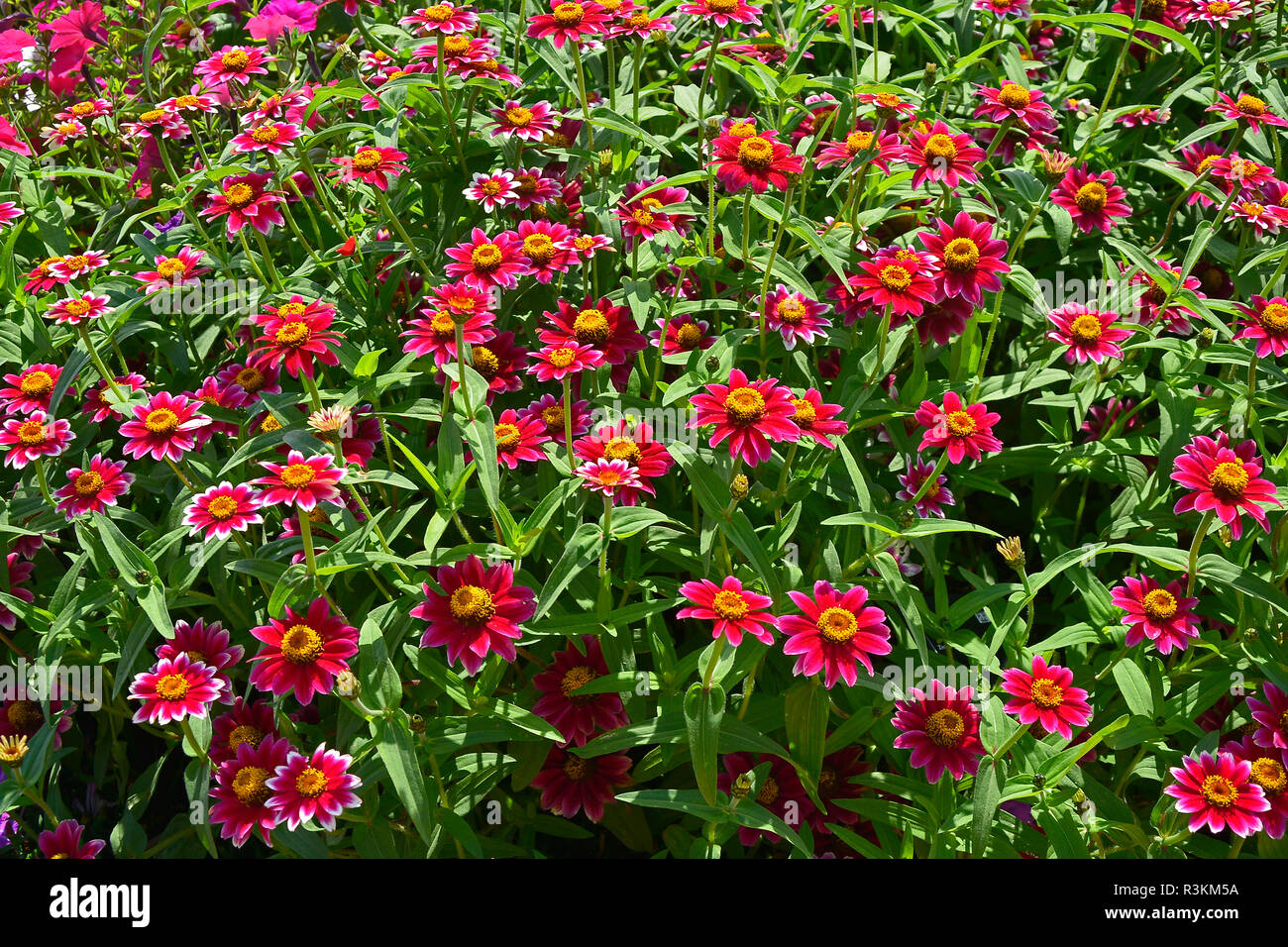 A flower border with colouful flowering Zinnia 'Zany Rose Pico' Stock Photo