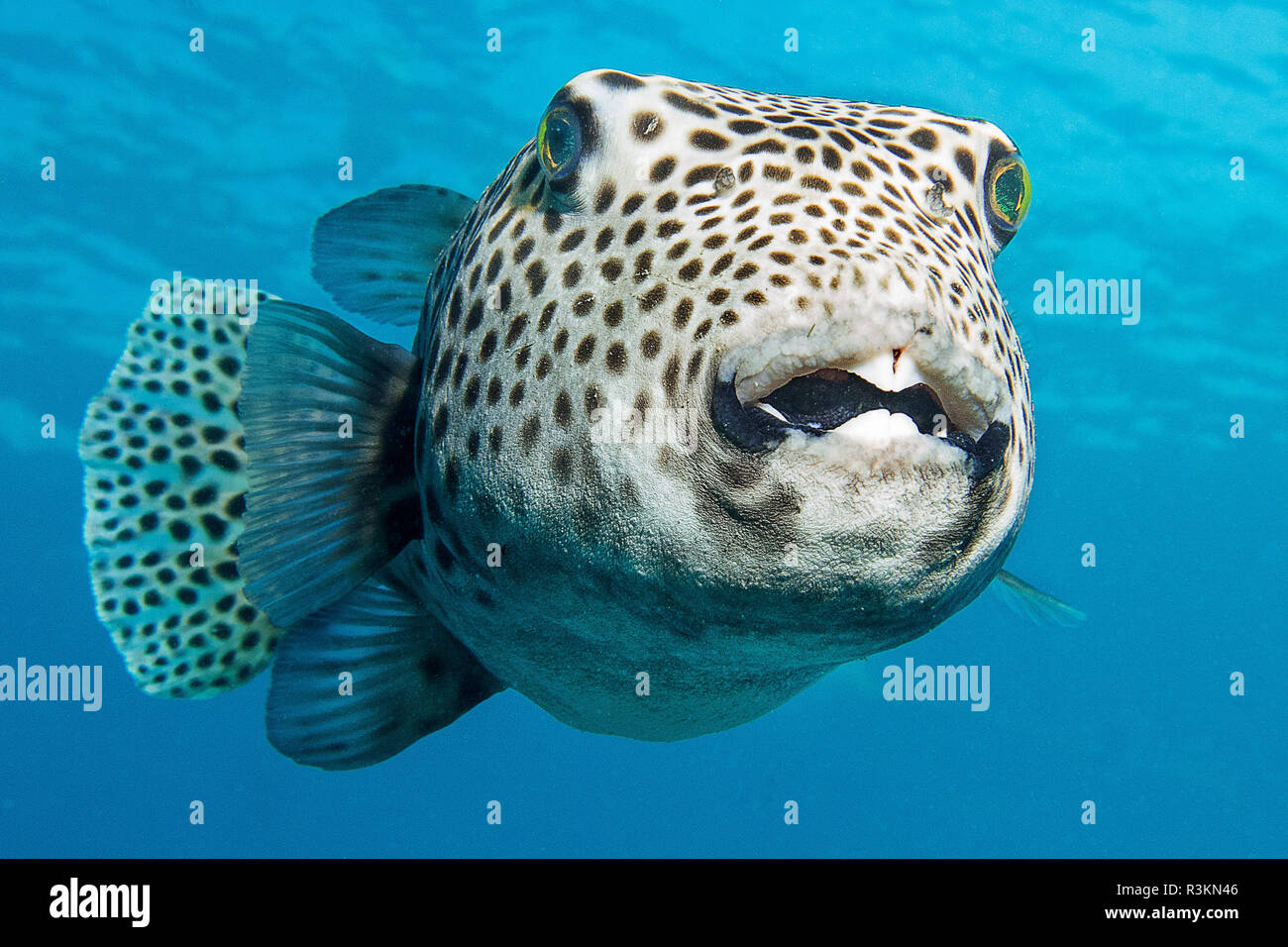 giant puffer fish Stock Photo - Alamy