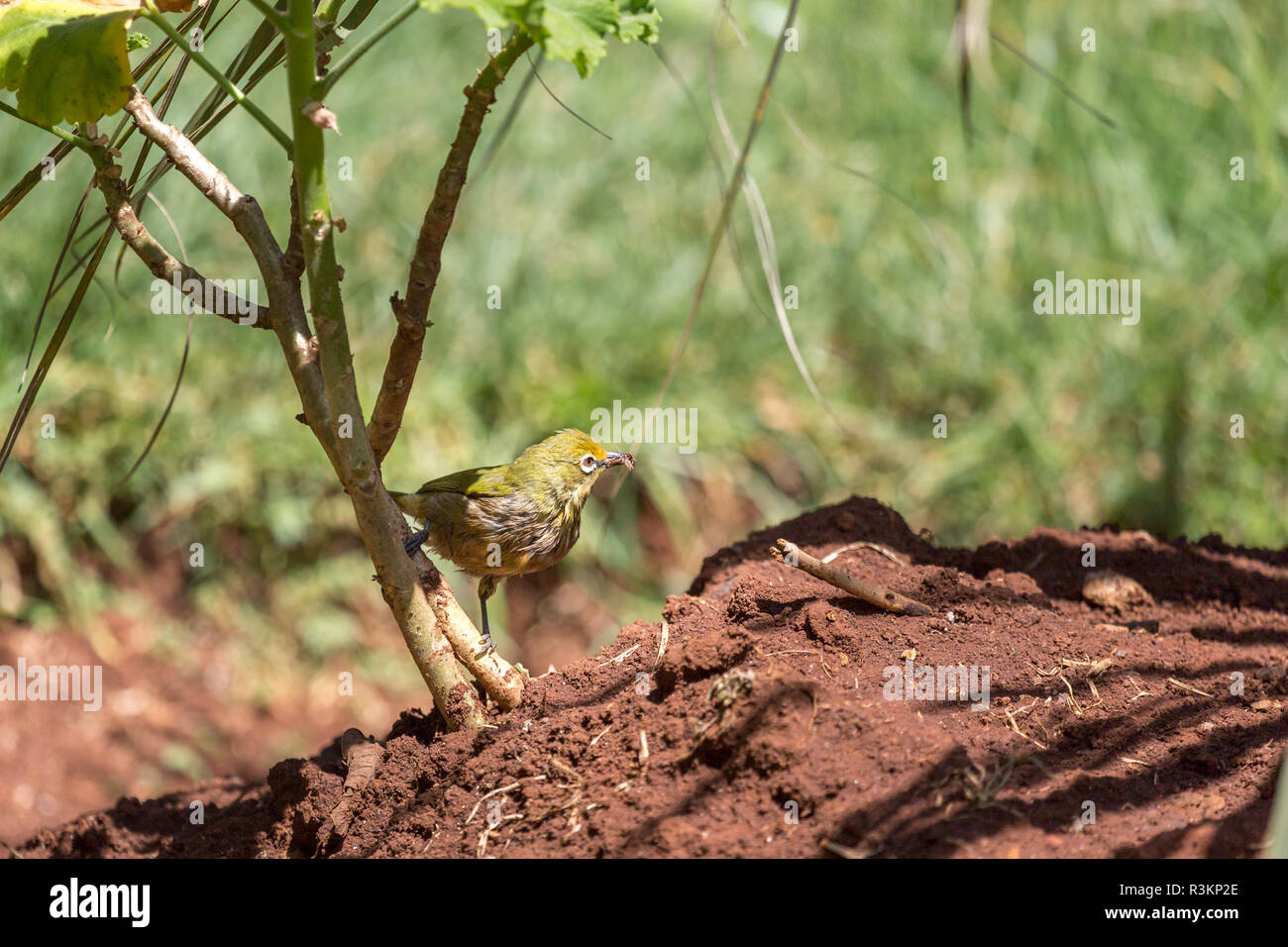 Robin eating insect hi-res stock photography and images - Alamy