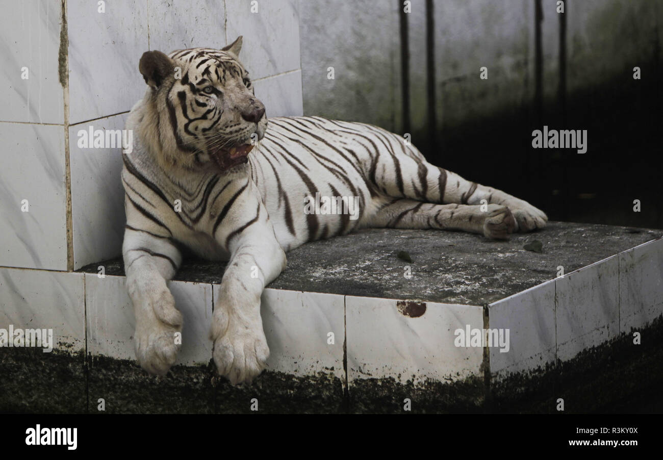 Bogor West Java Indonesia 22nd Nov 2018 White Tiger