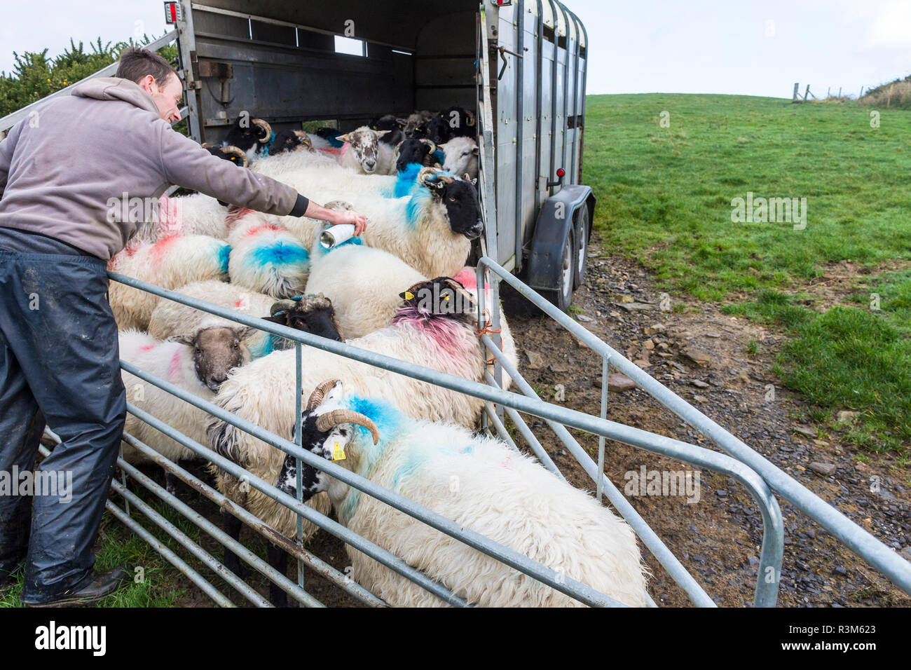 Ardara, County Donegal, Ireland 24th November 2018. A farmer makes identification marks on his sheep to indicate ownership and those that have been inoculated. Credit: Richard Wayman/Alamy Live News Stock Photo