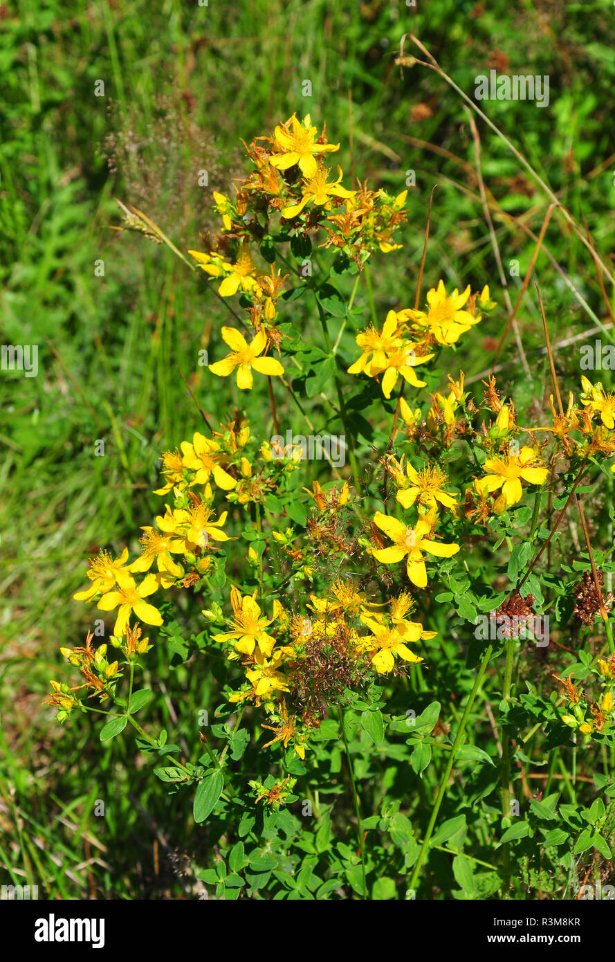 genuine st. john's wort (hypericum perforatum Stock Photo Alamy