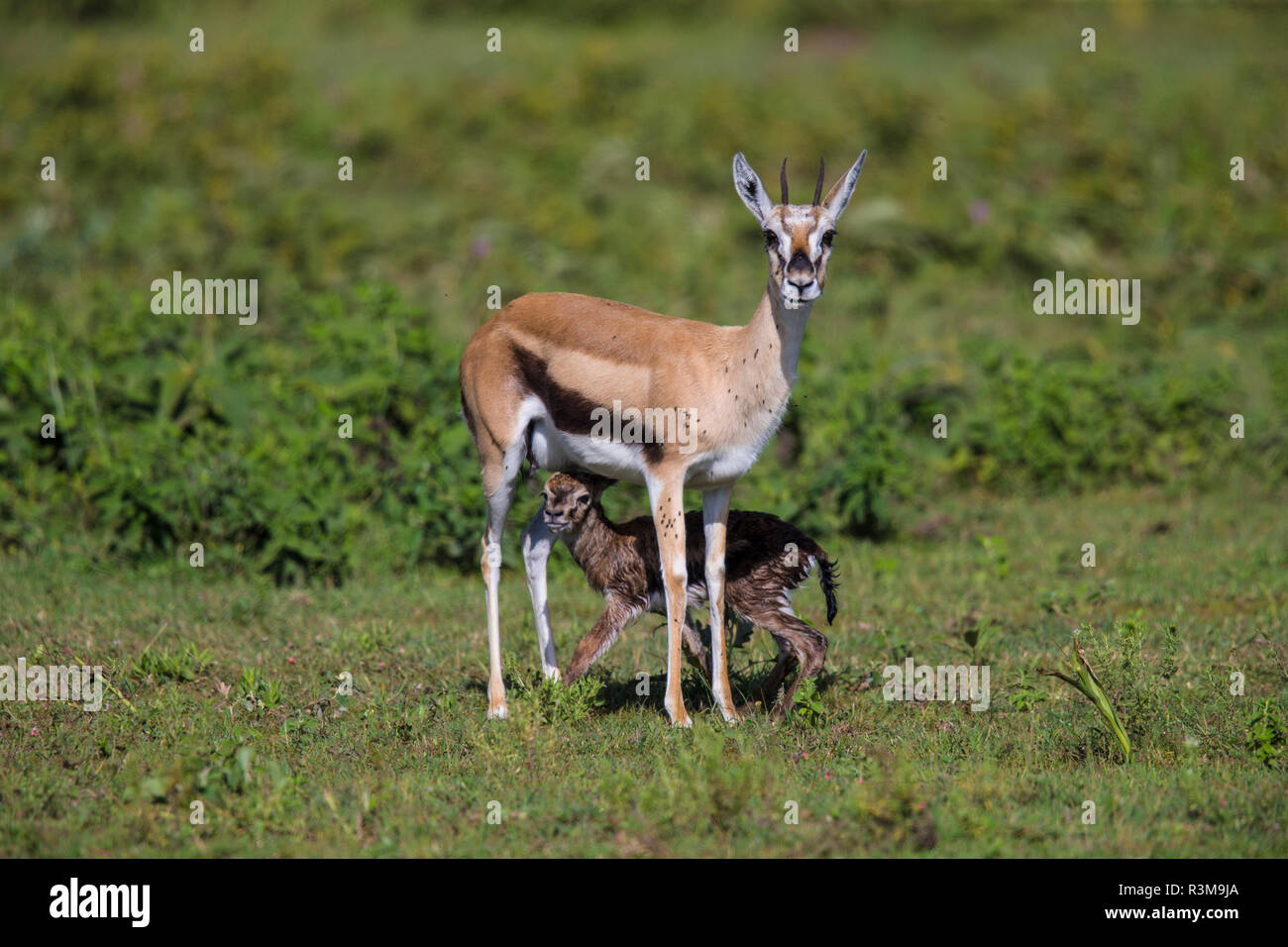 Africa. Tanzania. Thomson's gazelle (Eudorcas thomsonii) after giving birth, Serengeti National Park. Stock Photo