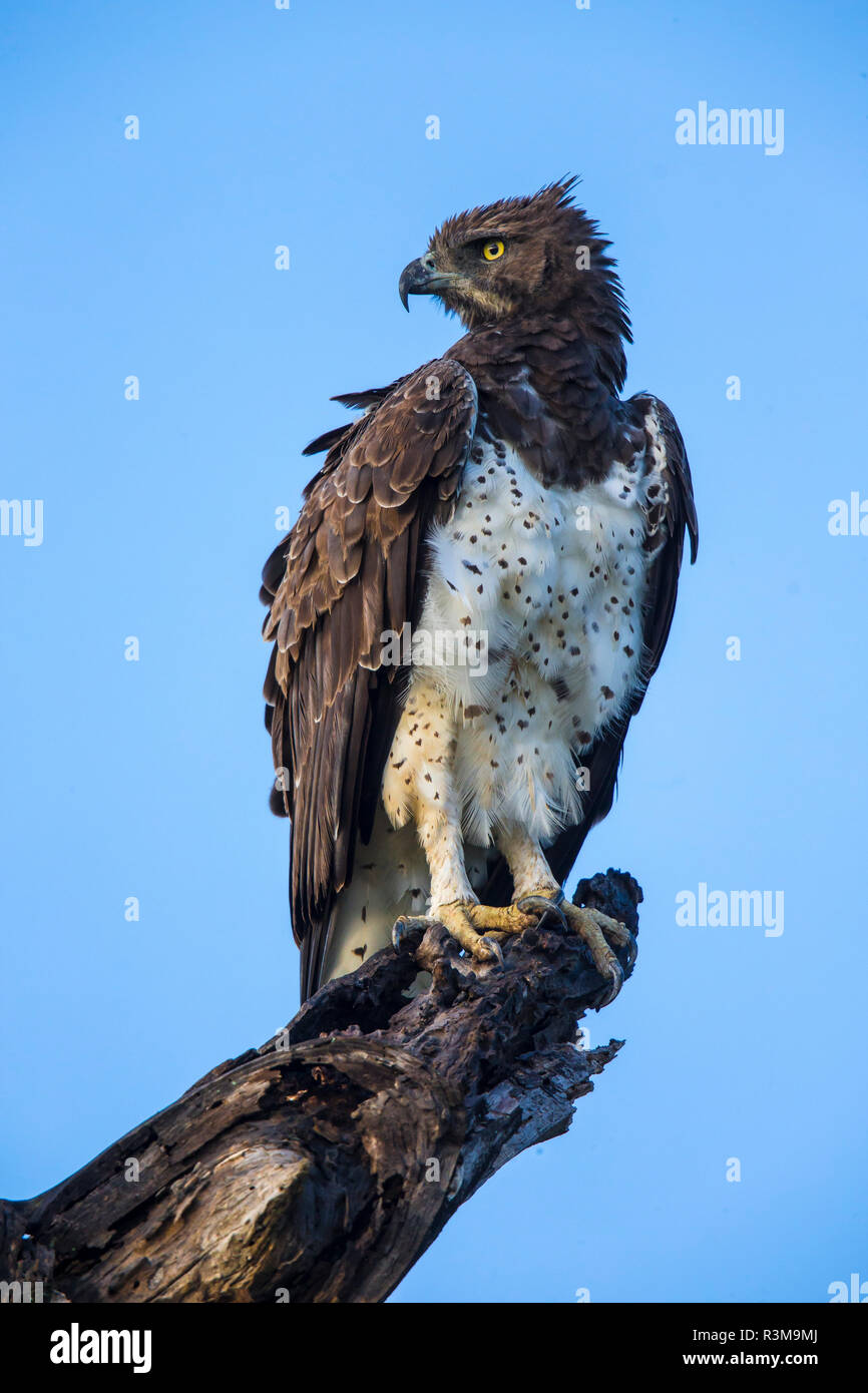 Africa. Tanzania. Martial eagle (Polemaetus bellicosus) in Serengeti National Park. Stock Photo