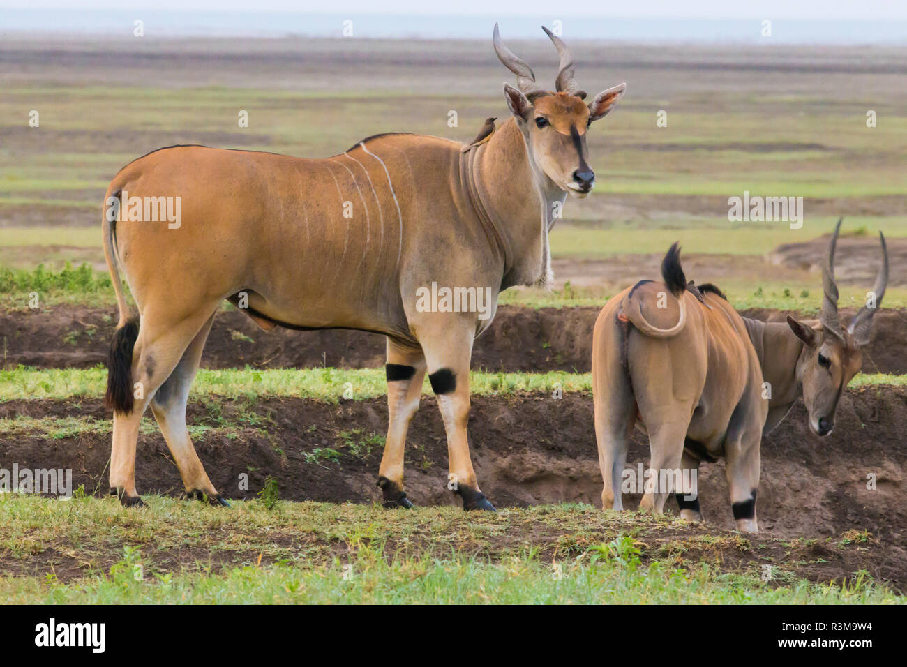 Africa. Tanzania. Eland (Taurotragus Oryx), a large antelope, at Ndutu, Serengeti National Park. Stock Photo