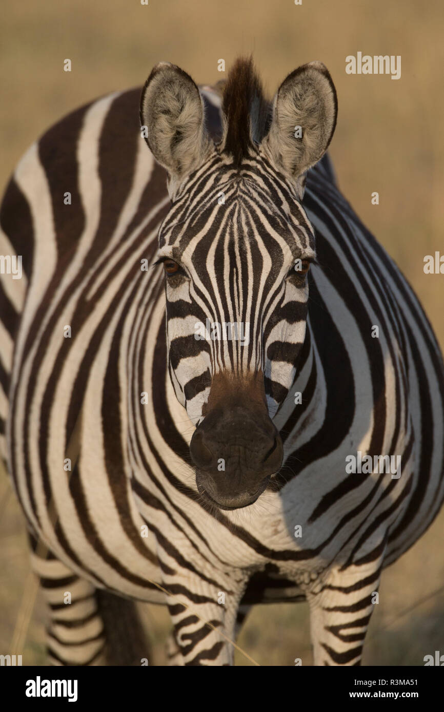 Africa. Tanzania. Pregnant female Zebra (Equus quagga), Serengeti National Park. Stock Photo