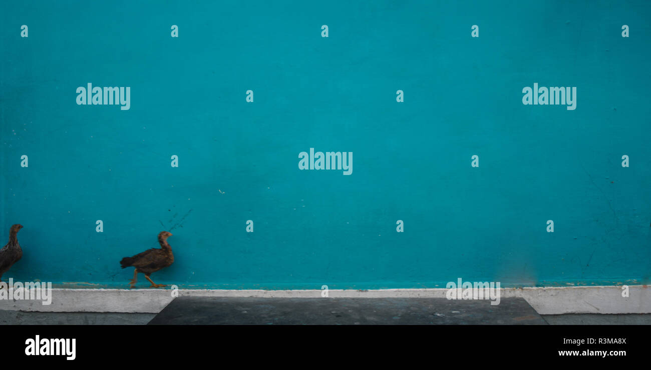 Textures on the blue wall with hen Stock Photo