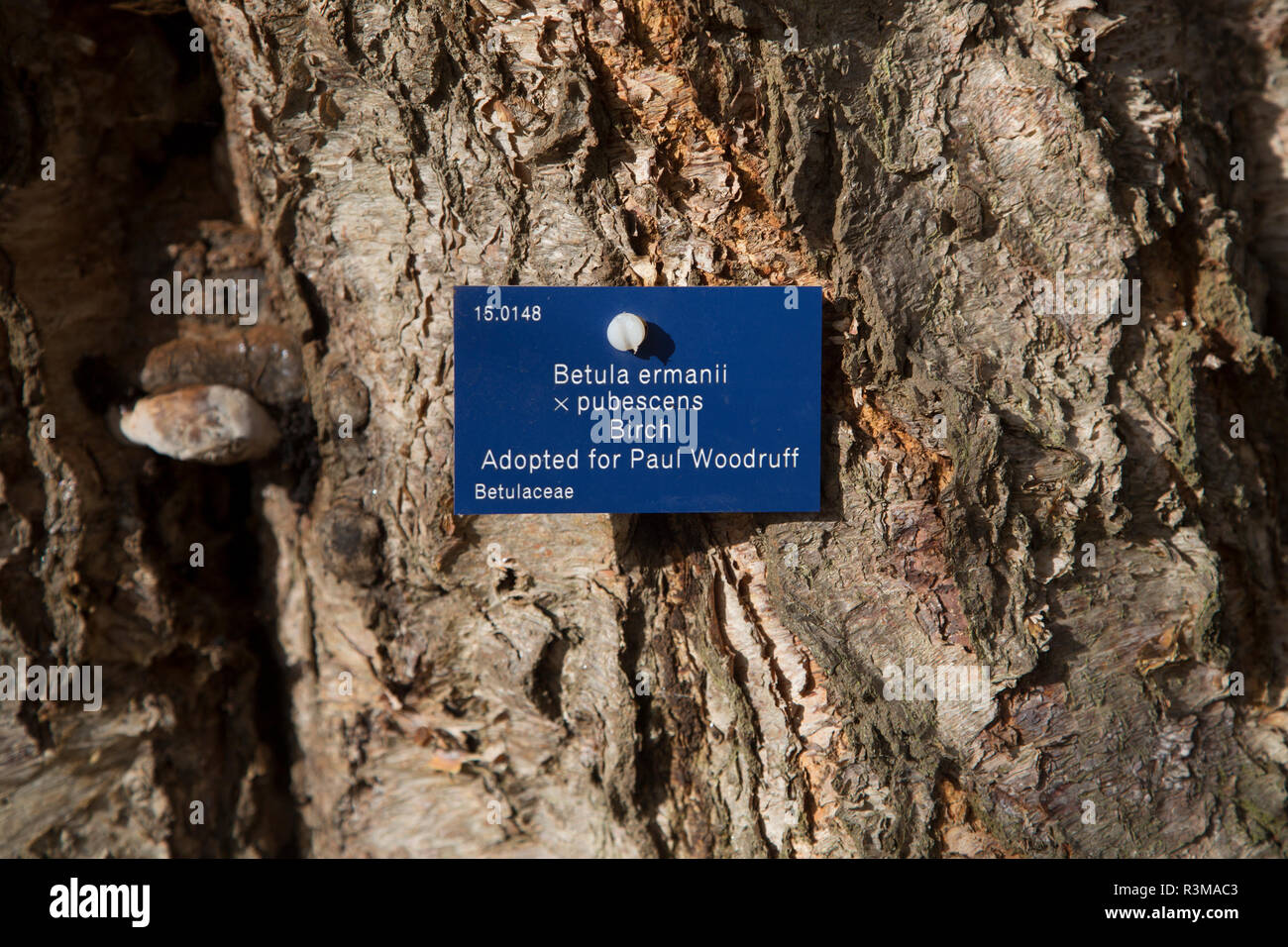Tree species identification label, National arboretum, Westonbirt