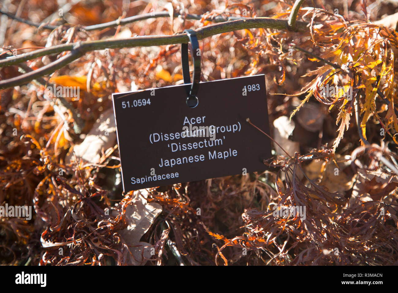 Tree species identification label, National arboretum, Westonbirt