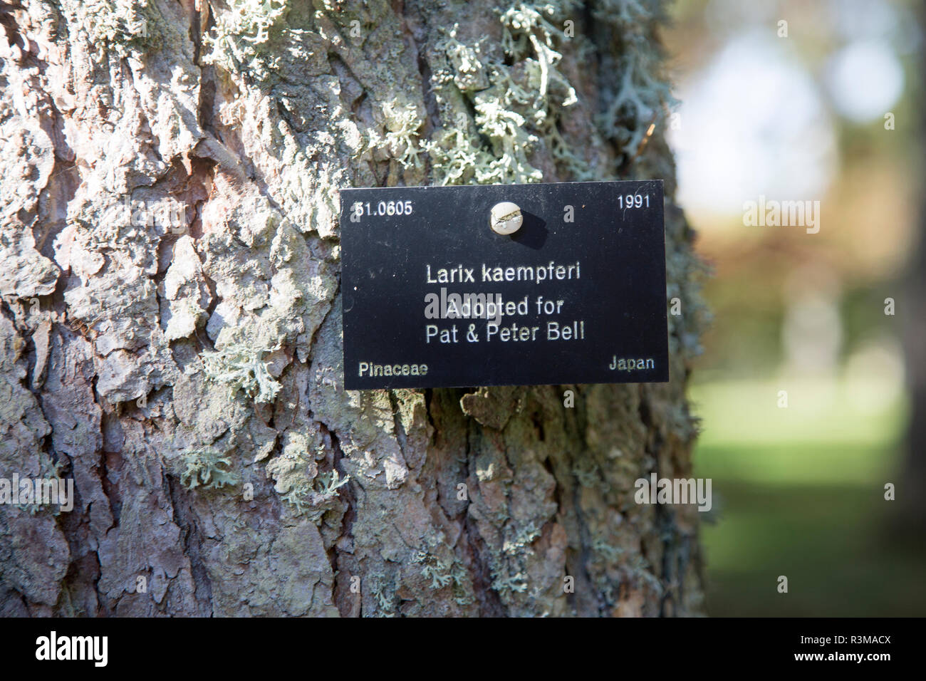 Tree species identification label, National arboretum, Westonbirt arboretum, Gloucestershire, England, UK - Larix Kaempferi, Pinaceae pine tree Stock Photo