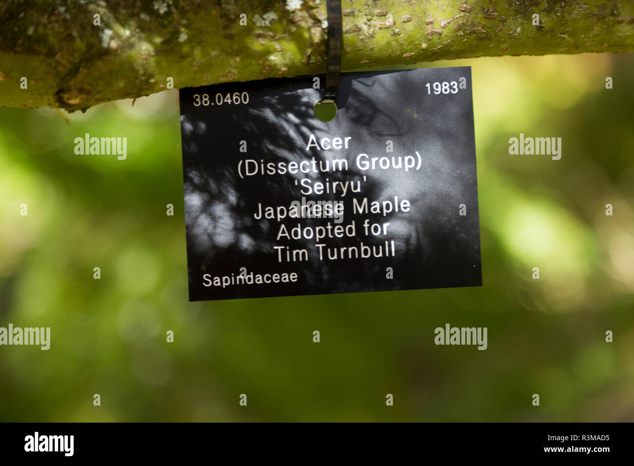 Tree species identification label, National arboretum, Westonbirt