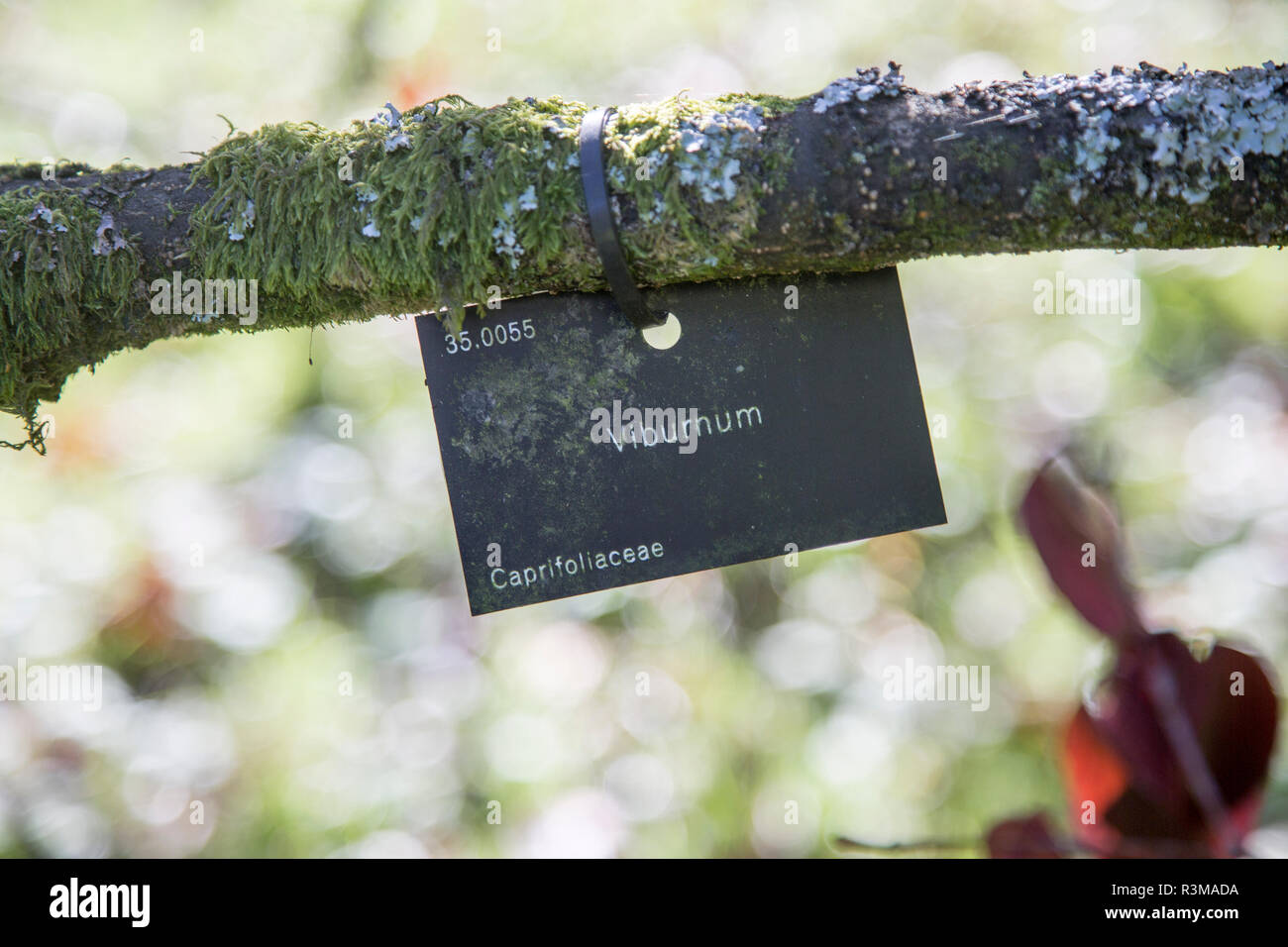 Tree species identification label, National arboretum, Westonbirt
