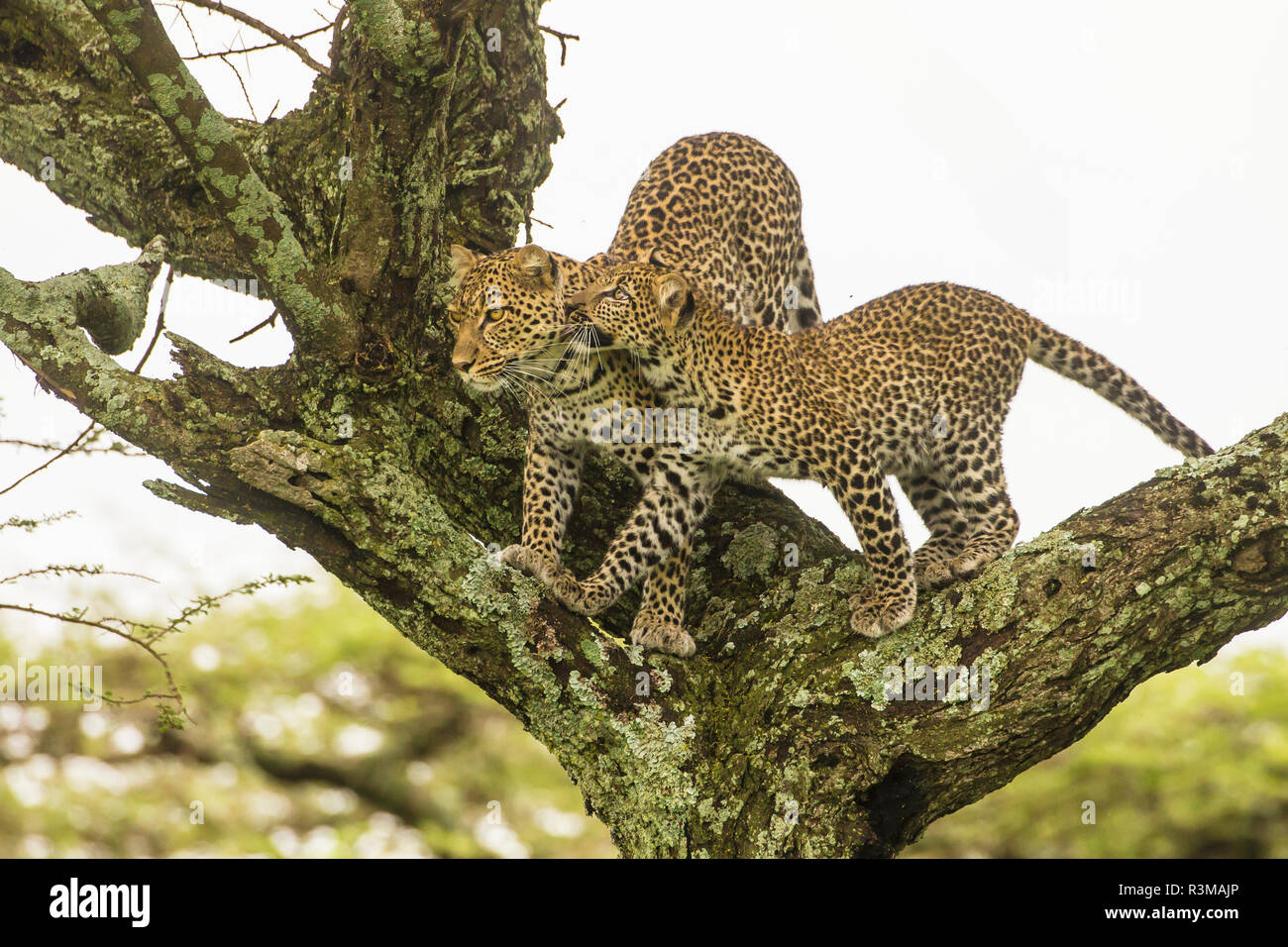 Africa. Tanzania. African leopard (Panthera pardus) mother and cub in a tree, Serengeti National Park. Stock Photo
